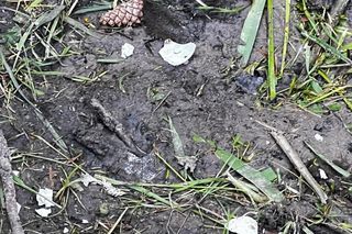 Warszawa, Wesoła. Zniszczone gniazda kaczek