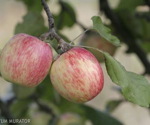 Przepisy na przetwory: powidła z jabłek