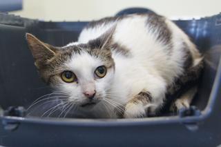 Koci szpitalik w Rzeszowie? Fundacja Felineus walczy o głosy