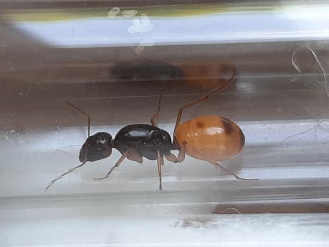 Mrówki przemycone z Chin na Śląsk trafiły na kwarantannę. Żywe owady były ukryte w dziecięcej zabawce