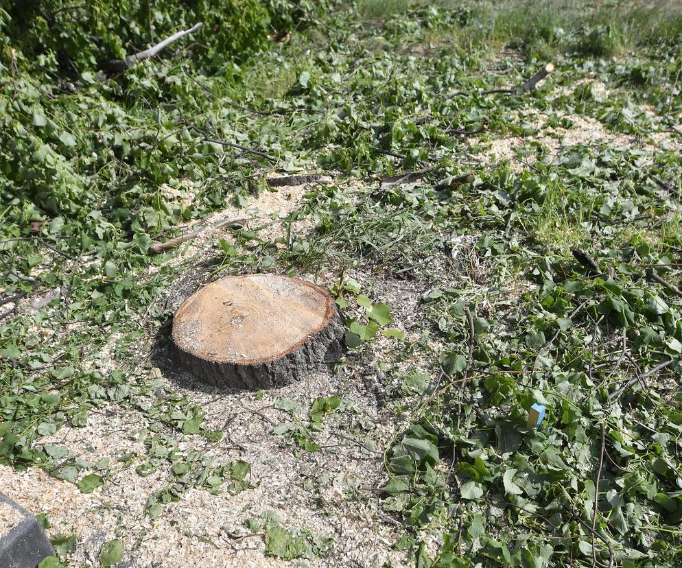 Wycinka drzew na Mokotowie. Mieszkańcy zbulwersowani, tramwajarze uspokajają