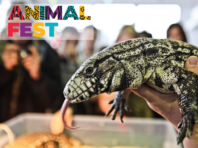 Targi HOBBY i Animal Fest w jednym miejscu. MTP oferują wspaniałą zabawę