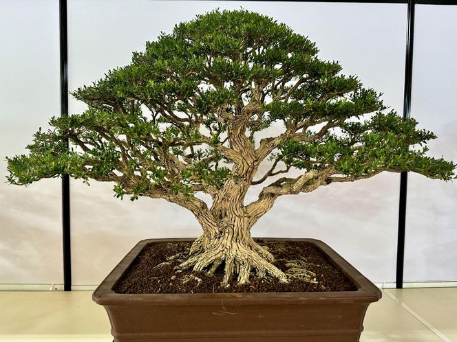 Drzewko bonsai