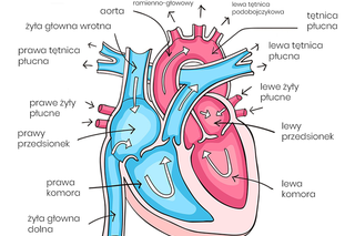 Anatomia serca człowieka