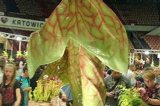 Krwiożercze rośliny opanowały katowicki Spodek! Trwa Festiwal Roślin Owadożernych [ZDJĘCIA, AUDIO]