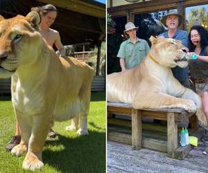 Oto LYGRYS! Jest największym kotem na świecie. To 4-metrowy potwór!
