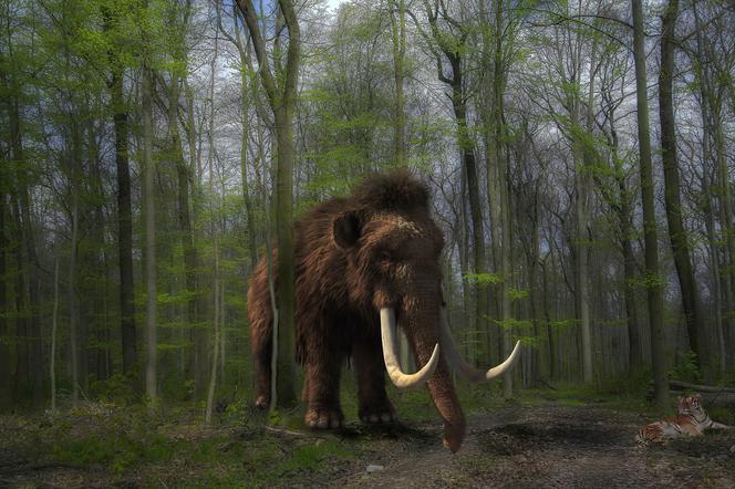Guardian: naukowcy chcą odtworzyć mamuty; pierwsze mamuciątko może urodzić się za sześć lat