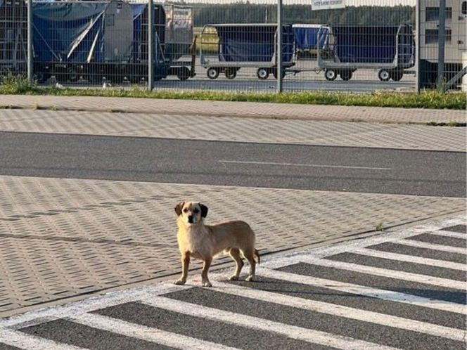 Nietypowy pracownik Katowice Airport. Pies błąkał się po lotnisku. Złapał go emerytowany policjant