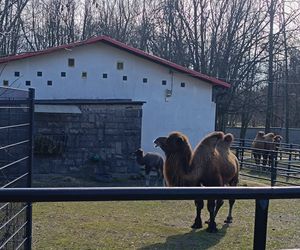 W Śląskim Ogrodzie Zoologicznym narodził się maleńki wielbłąd. Franek już teraz skrada serca