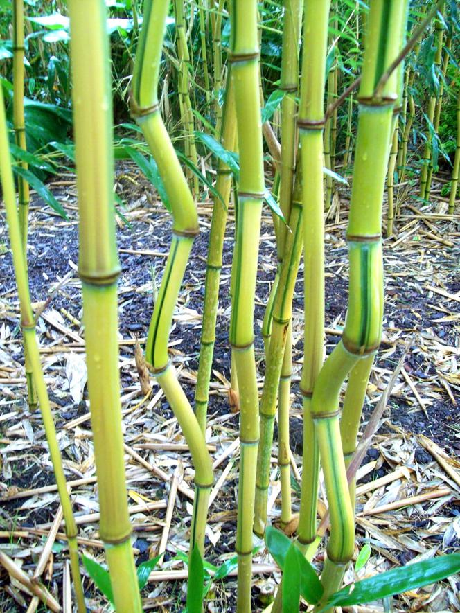 Fylostachys złotobruzdowy ‘Spectabilis’