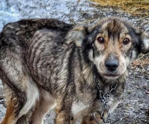 Policjanci z Inowrocławia komentują: Wygląd pieska aż zapiera dech… z rozpaczy [ZDJĘCIA]