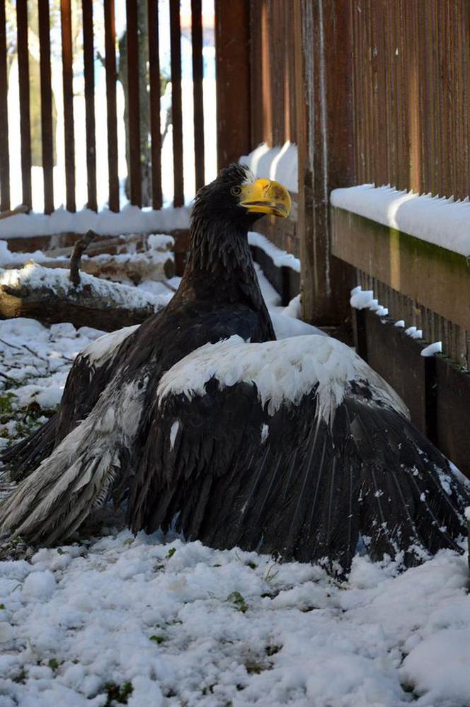 Bielik oIbrzymi w Ośrodku Rehabilitacji Zwierząt Chronionych w Przemyślu