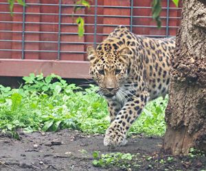 Kicia ze sklejką Nowa mieszkanka zoo w Warszawie. Na wolności żyje tylko 130 osobników