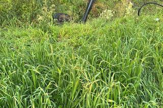 Koszmarny wypadek na DW 310 w Wielkopolsce. Mężczyzna spłonął w aucie