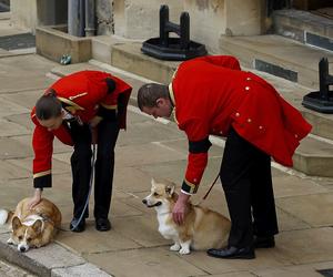 Ukochane corgi królowej były przy niej do końca. Czuwały przy łożu śmierci