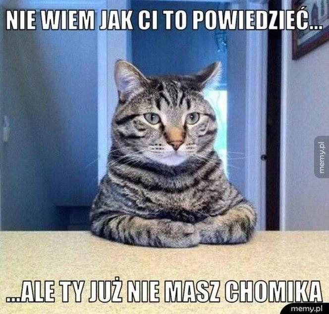 Chcesz poprawić sobie humor? Te memy ze zwierzętami rozbawią cię do łez!