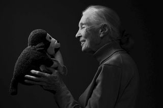 Nie żyje słynna badaczka szympansów! Jane Goodall broniła zwierząt do ostatniego oddechu
