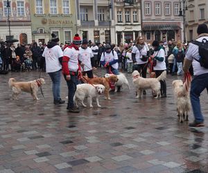 Golden Retriever WOŚP w Poznaniu