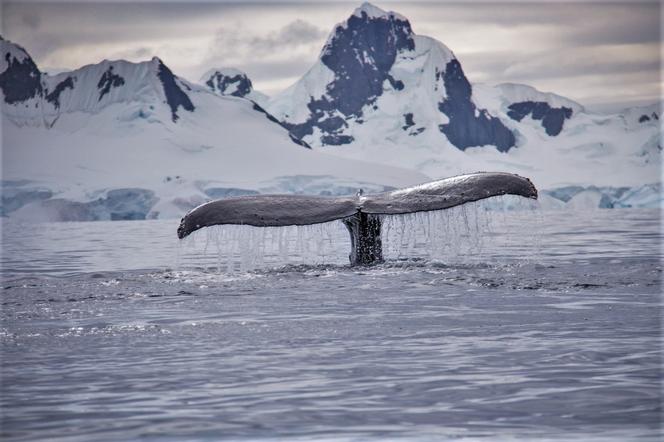 Wieloryb na północnym Atlantyku