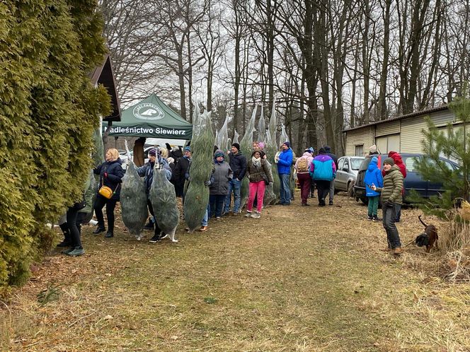 Akcja wycinania choinek w leśnictwie Grodziec