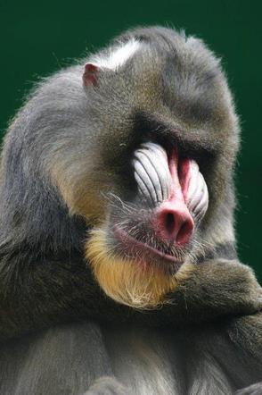 Tak wyglądają zwierzęta mieszkające w śląskim ZOO