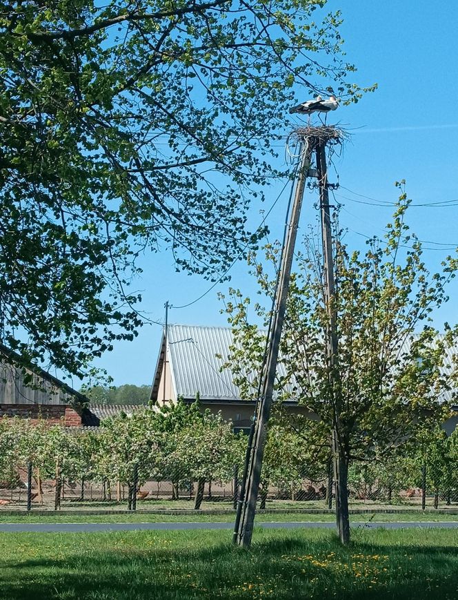 Ratował boćka na słupie, spadł z drabiny