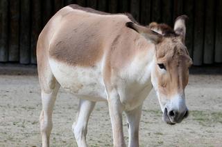 Niezwykłe wieści z brytyjskiego zoo. Na świat przyszło jedno z najrzadszych zwierząt