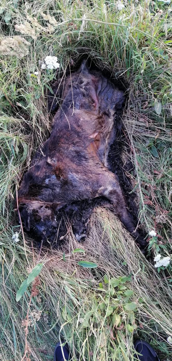 2500zł za zabójcę mojego psa