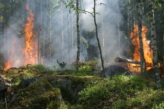 Płonie 100 hektarów lasu! Z ogniem walczy m.in. 160 strażaków