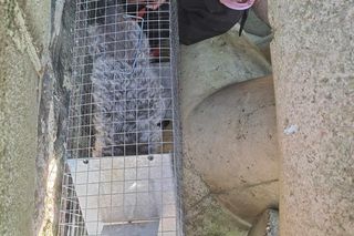 Pies spod falochronu w Kołobrzegu uratowany