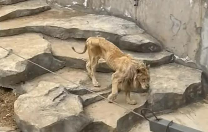 Szokujące nagranie z zoo. Skrajnie wychudzony lew ledwo się rusza
