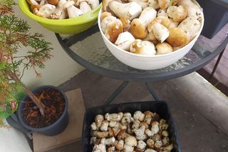 Grzyby w świętokrzyskim