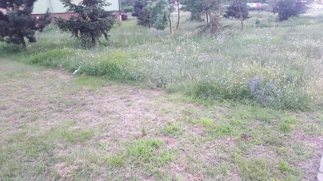 Znika bydgoski busz! To miały być oszczędności i walka z suszą. Ogrodnik ma inne zdanie