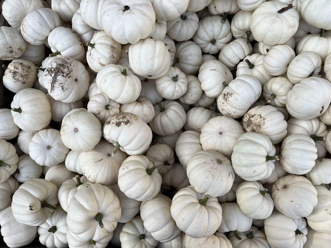 Dynia ozdobna Baby Boo