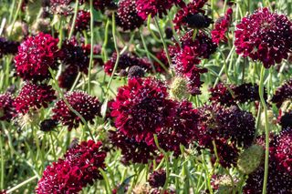 Driakiew gołębia 'Barocca'