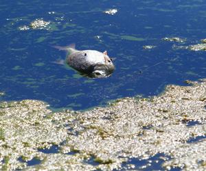 Nie kąpcie się w Odrze, nie jedzcie ryb! „Dokonano przestępstwa i zbrodni na ekosystemie rzeki”