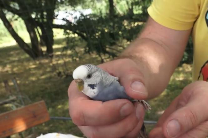Pracownicy KPWiK znaleźli papugę przy Zalewie Kraśnickim