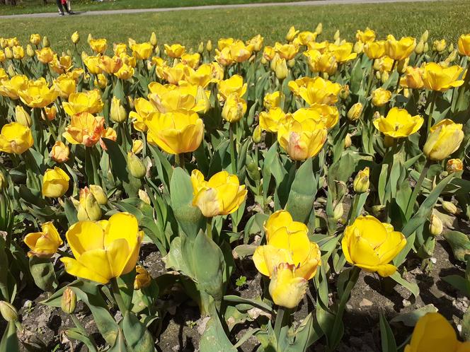 Tulipany w łódzkim botaniku