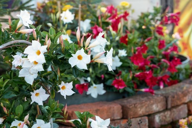 Dipladenia, mandevilla