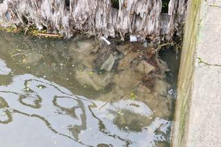 Pod Wawelem odkryto ślady po dużych zrzutach ścieków do Wisły. „Leki, hormony, narkotyki” 