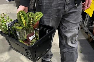  Tłumy na największym festiwalu roślin doniczkowych w Polsce