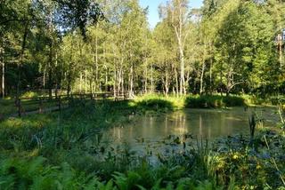 Leśne Arboretum w Kudypach. Jedno z piękniejszych miejsc na Warmii [ZDJĘCIA]