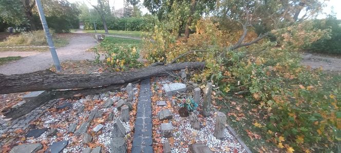 Drzewo zniszczyło lapidarium w Starym Fordonie. Zapytaliśmy miasto o stan pozostałych drzew na ul. Cechowej