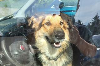 Zostawił je rozgrzanym jak piekarnik aucie na 6 godzin! Gdy je uwolnili, rzuciły się na wodę