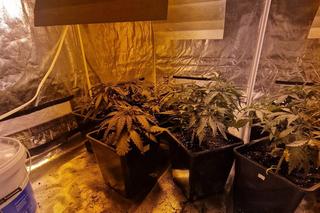 Tarnowskie Góry: W centrum miasta zlikwidowano plantację konopi