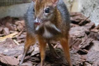 W Warszawskim ZOO urodził się myszojeleń