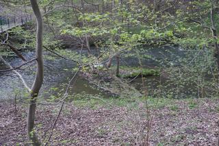 Olsztyn może pochwalić się największym kompleksem leśnym w Europie. Las Miejski zachwyca wiosną [ZDJĘCIA]