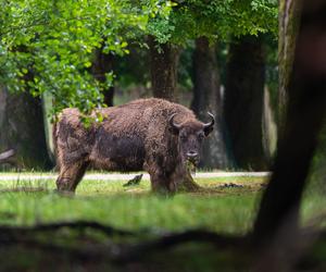 Puszcza Białowieska z dzieckiem. Pradawny bór, w którym żyją żubry