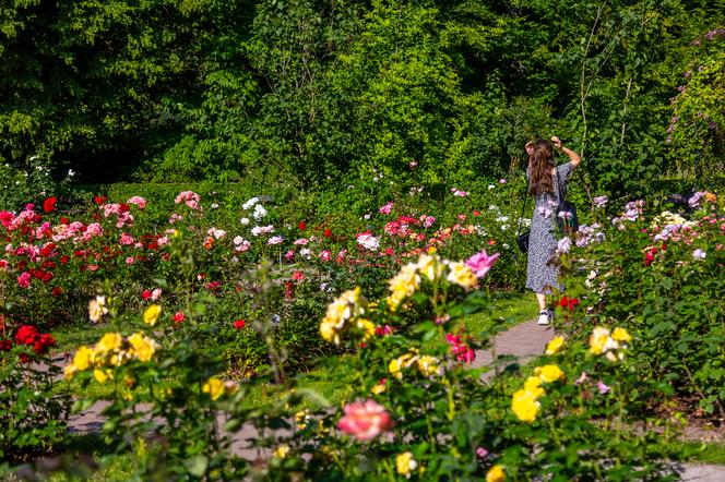 7 najładniejszych ogrodów botanicznych w Polsce. Kiedy je odwiedzić i gdzie są?