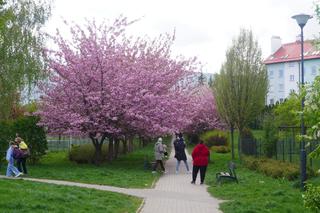 Najlepsze osiedla do życia w Olsztynie. Te miejsca zachwalają mieszkańcy miasta [ZDJĘCIA]